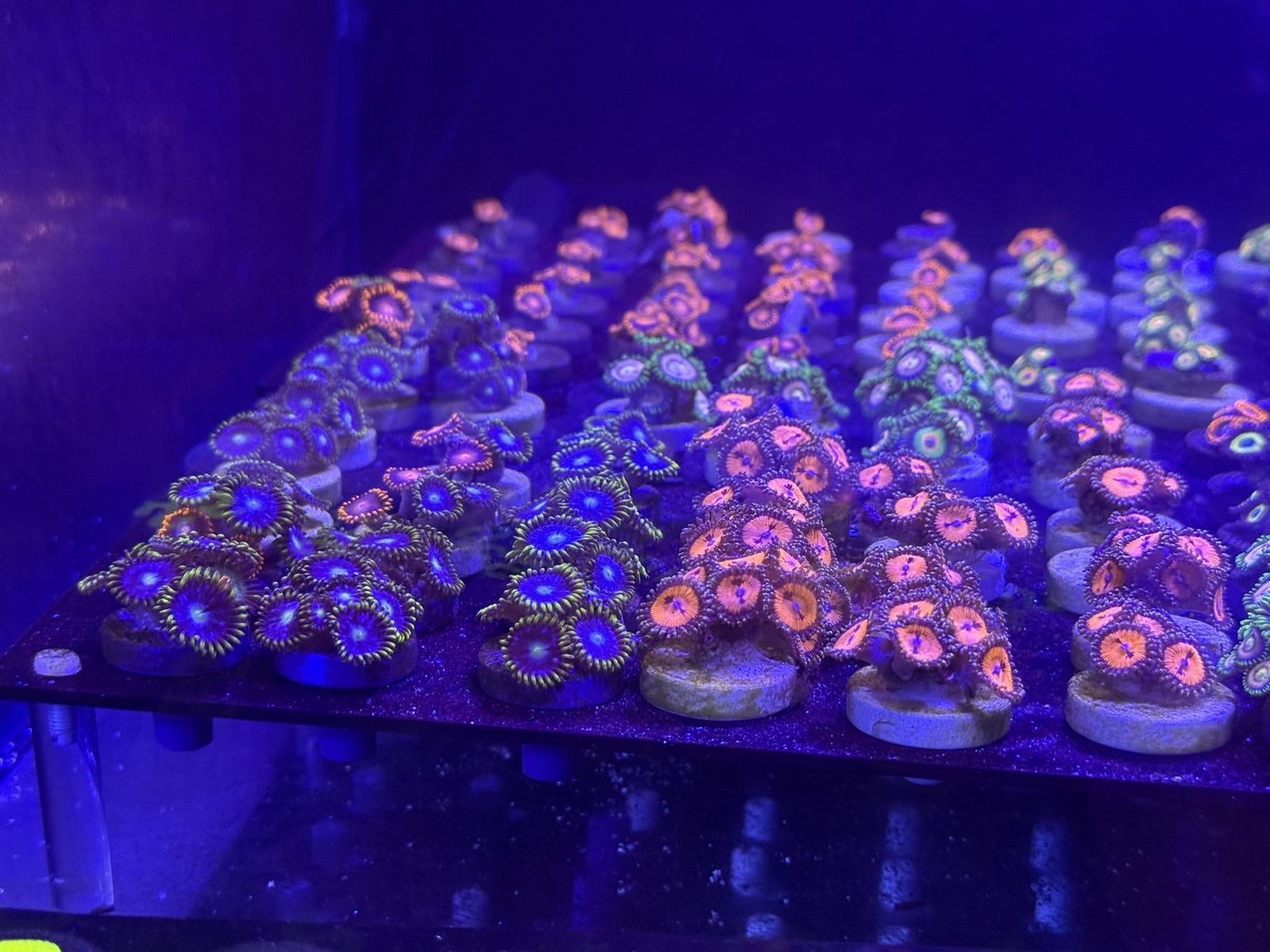 Rows of zoanthid frags on plugs under blue light in the NC Polyp Farms frag system
